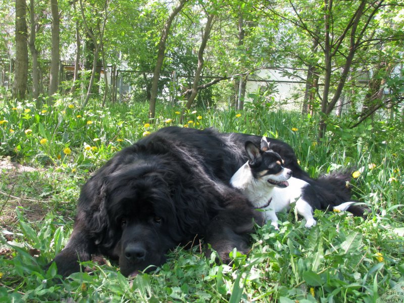 Фото: ньюфаундленд Сент Джонс Улла для Кара Аюлар (Sent Djons Ulla for Kara Ayular)