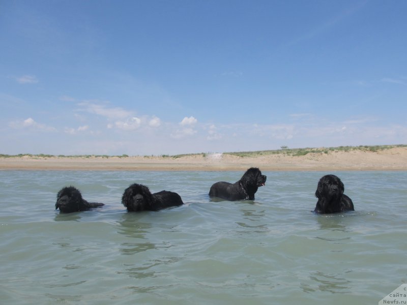 Фото: ньюфаундленд Женевьев Гарни Ледэн, ньюфаундленд Сент Джонс Улла для Кара Аюлар (Sent Djons Ulla for Kara Ayular), ньюфаундленд Лав Стори из Тихого Омута (Love Story iz Tihogo Omuta), ньюфаундленд Кипер Соул Есаул (Keeper Soul Esaul)