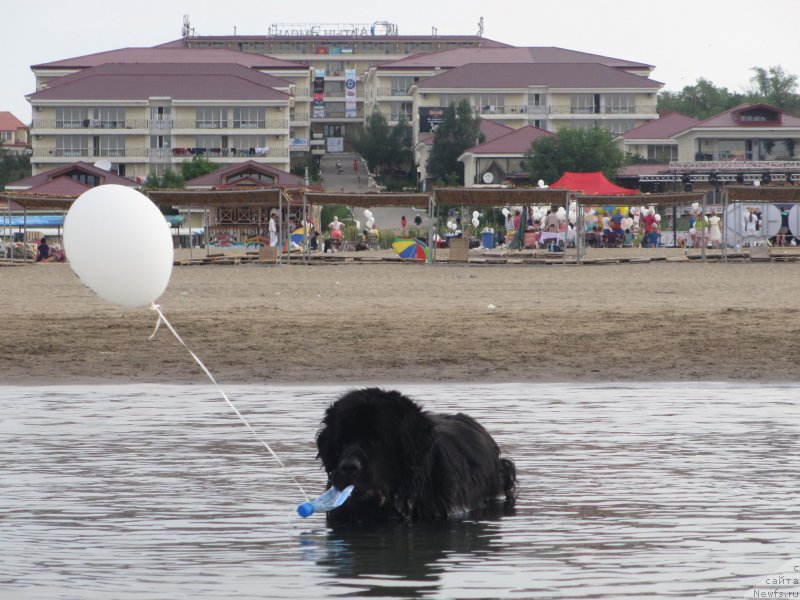 Фото: ньюфаундленд Сент Джонс Улла для Кара Аюлар (Sent Djons Ulla for Kara Ayular)