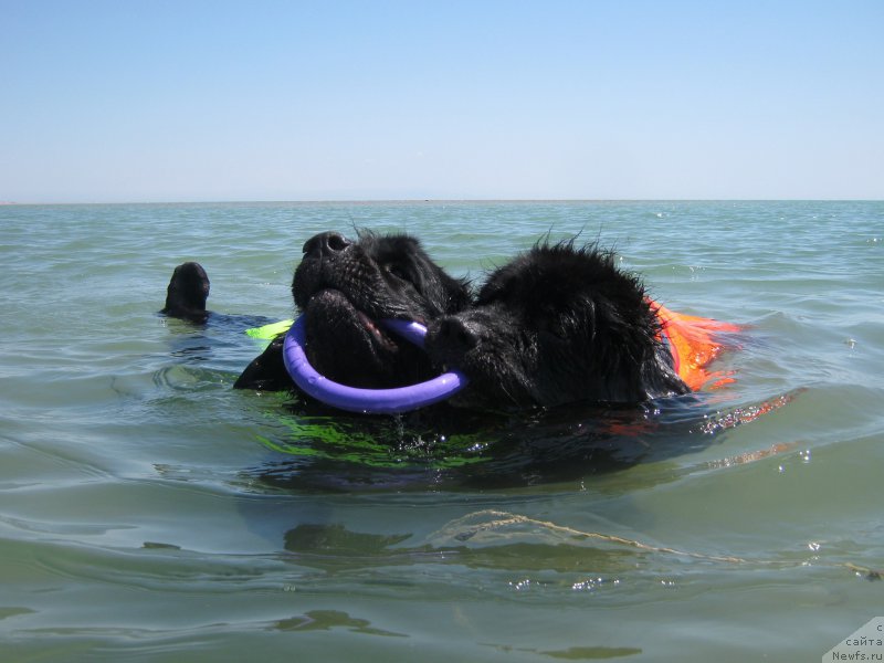 Фото: ньюфаундленд Женевьев Гарни Ледэн, ньюфаундленд Сент Джонс Улла для Кара Аюлар (Sent Djons Ulla for Kara Ayular)