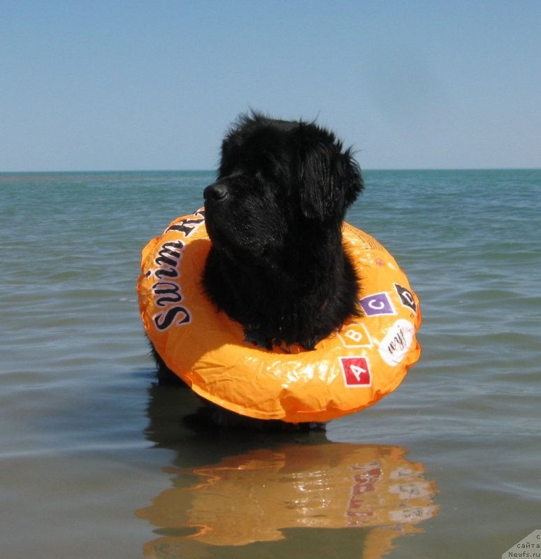 Фото: ньюфаундленд Сент Джонс Улла для Кара Аюлар (Sent Djons Ulla for Kara Ayular)