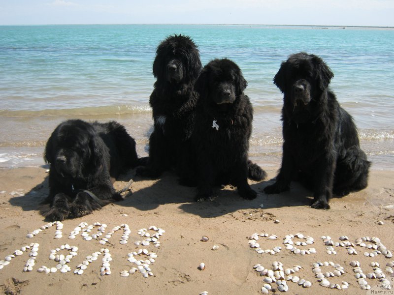 Фото: ньюфаундленд Женевьев Гарни Ледэн, ньюфаундленд Сент Джонс Улла для Кара Аюлар (Sent Djons Ulla for Kara Ayular), ньюфаундленд Кипер Соул Есаул (Keeper Soul Esaul), ньюфаундленд Лав Стори из Тихого Омута (Love Story iz Tihogo Omuta)