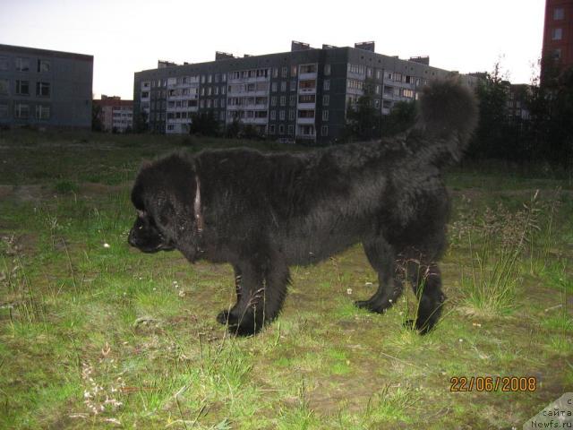 Фото: ньюфаундленд Бесси Вечерняя Звезда