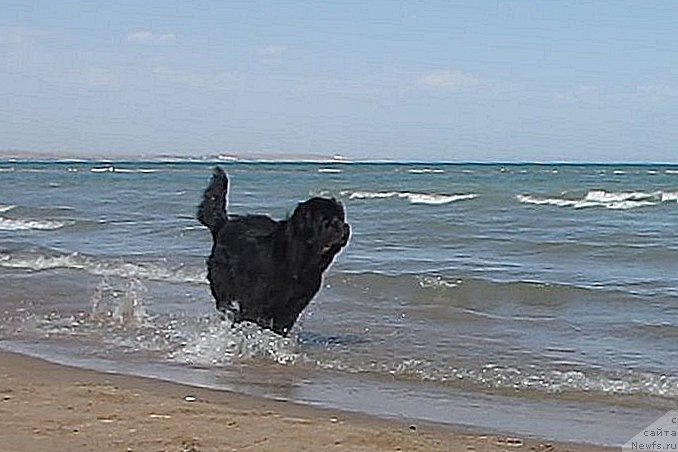 Фото: ньюфаундленд Сент Джонс Улла для Кара Аюлар (Sent Djons Ulla for Kara Ayular)