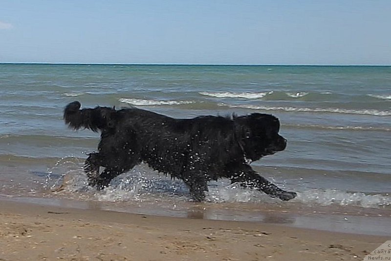 Фото: ньюфаундленд Сент Джонс Улла для Кара Аюлар (Sent Djons Ulla for Kara Ayular)