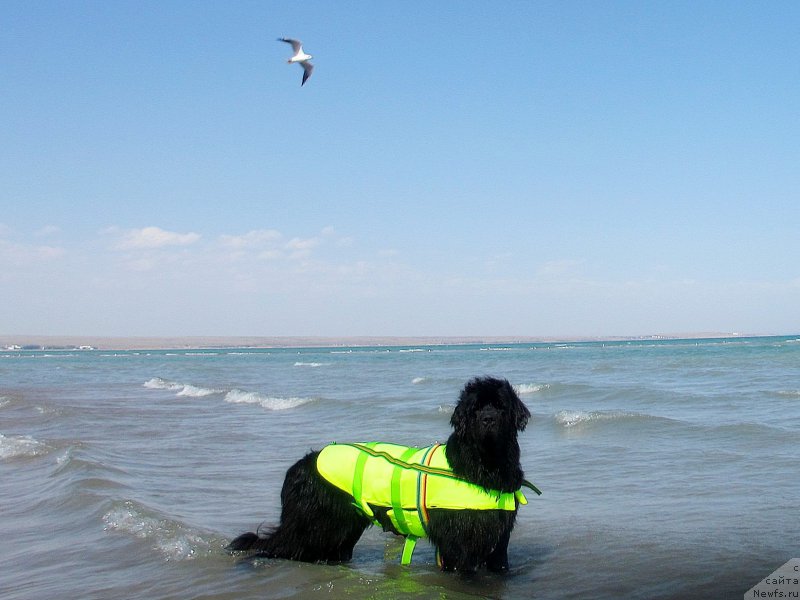 Фото: ньюфаундленд Сент Джонс Улла для Кара Аюлар (Sent Djons Ulla for Kara Ayular)