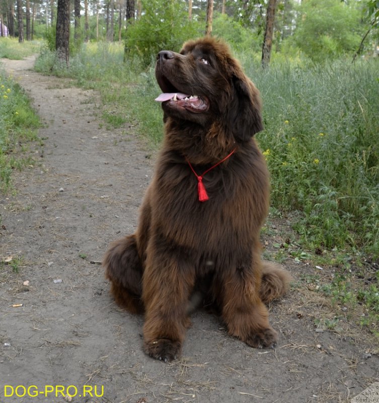 Фото: ньюфаундленд Гретта Гарбо