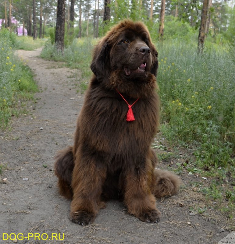 Фото: ньюфаундленд Гретта Гарбо