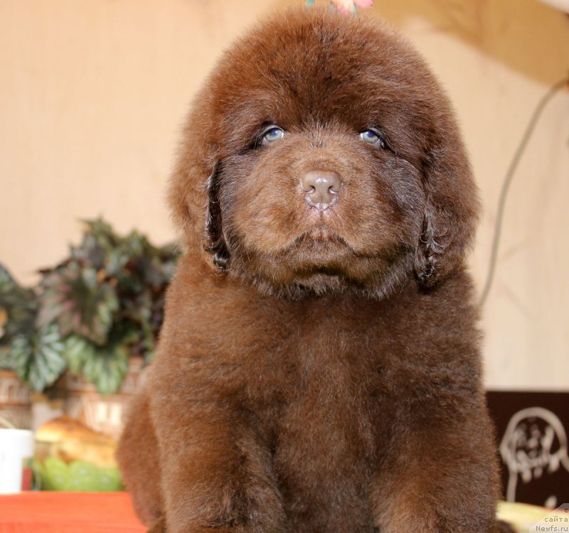 Фотография № 162569