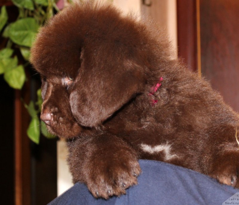 Фотография № 162576