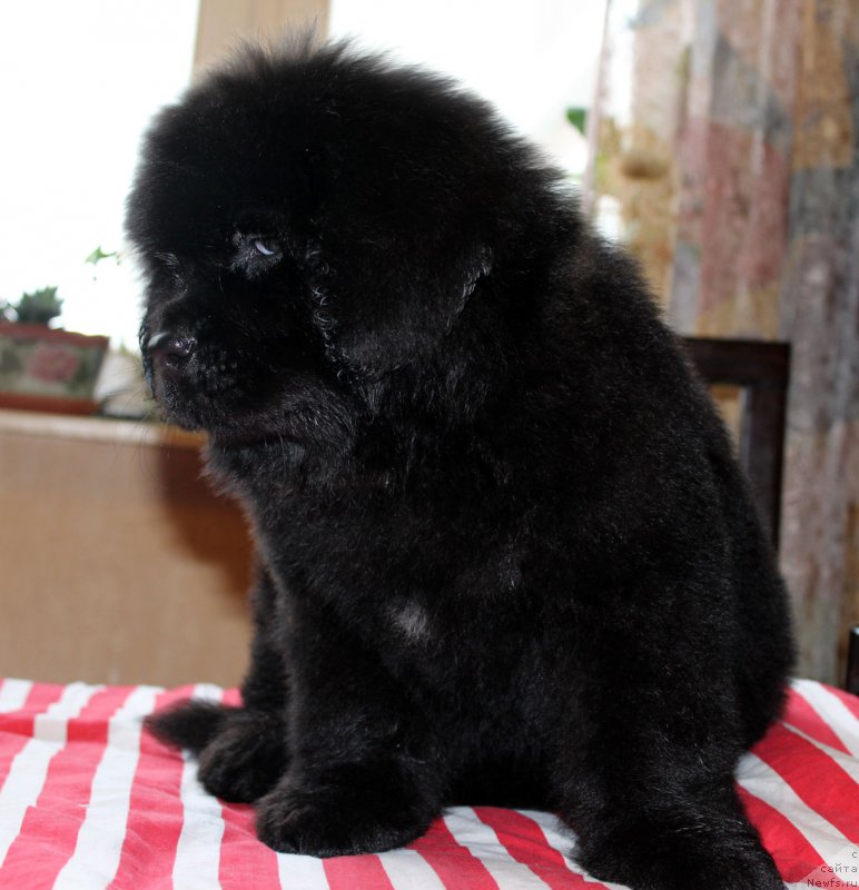 Фотография № 162577