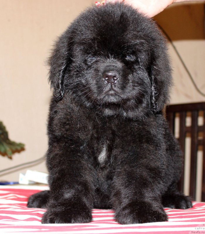 Фотография № 162578