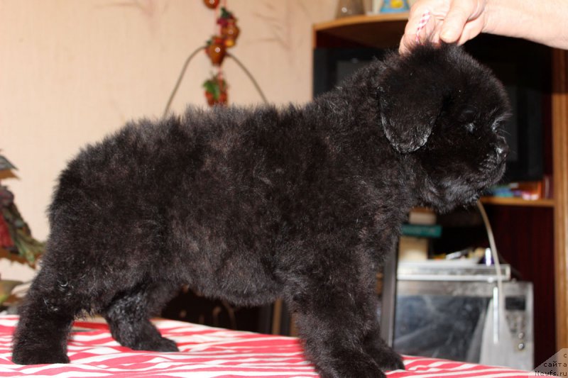 Фото: ньюфаундленд Браунблад МСК Харрикейн Хиггенс (Brownblood MSK Harricane Higgins)