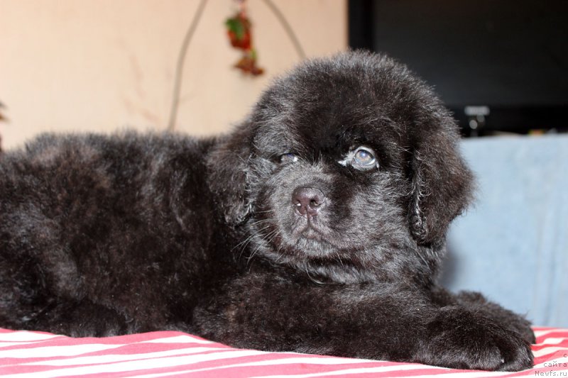 Фотография № 162580