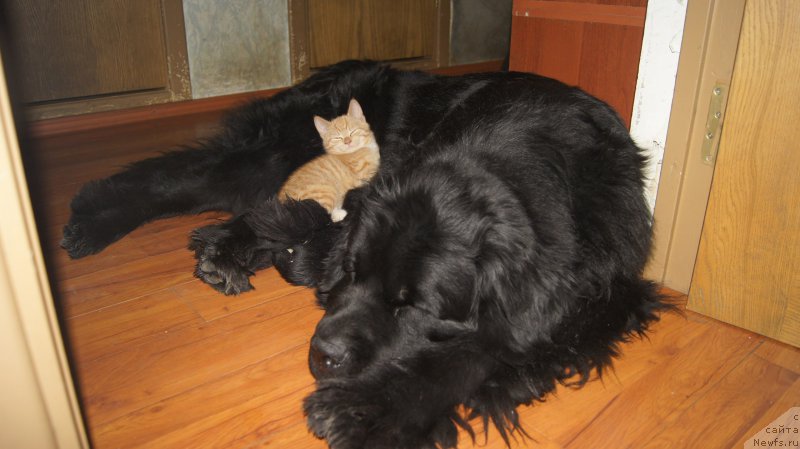 Фото: ньюфаундленд Бегущая по волнам Руссиан Хит