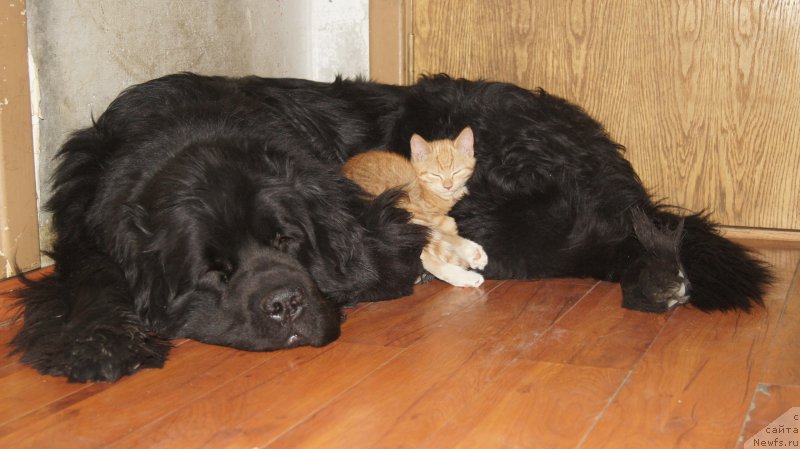 Фото: ньюфаундленд Бегущая по волнам Руссиан Хит