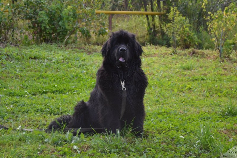 Фото: ньюфаундленд Черная Мафия Зоом Инто Ме (Chernaya Mafia Zoom Into Me)