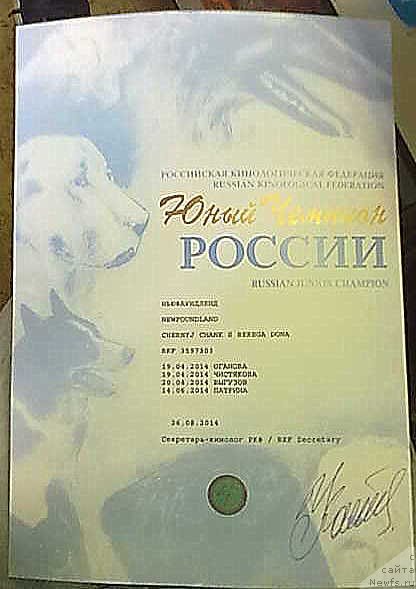 Фото: ньюфаундленд Черный Чанк с Берега Дона (Chernyj Chank s Berega Dona)