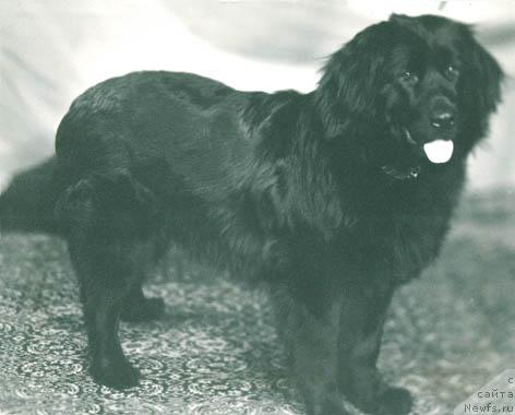 Фото: ньюфаундленд Рэнсис Финчли