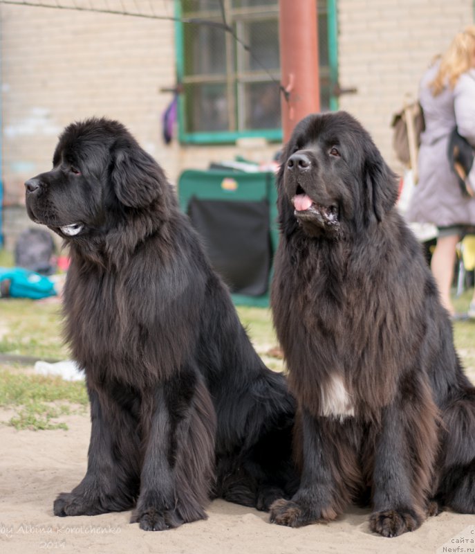 Фото: ньюфаундленд Кипер Соул Лайон Хэерт, ньюфаундленд Ньюфорт Шум Прибоя