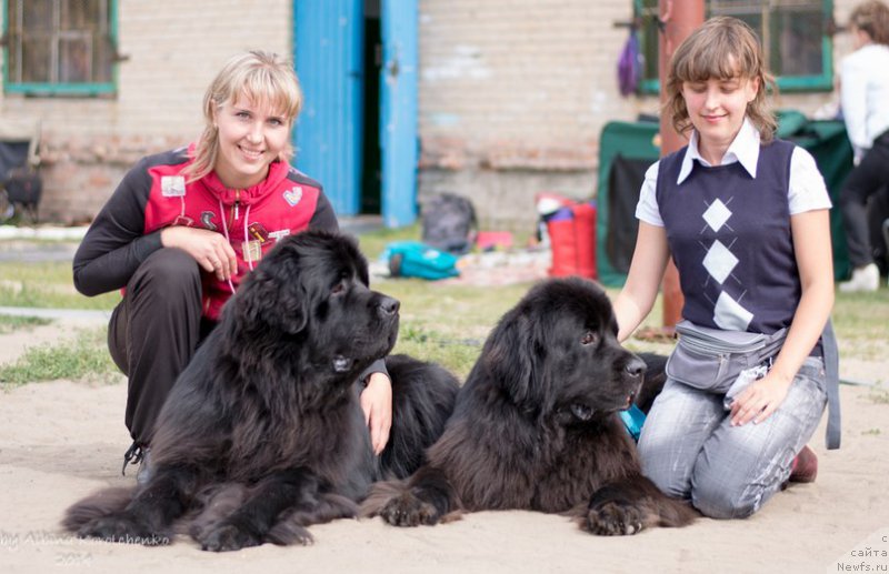 Фото: Ольга Иванова, ньюфаундленд Ньюфорт Шум Прибоя, ньюфаундленд Кипер Соул Лайон Хэерт, Ольга Иванова
