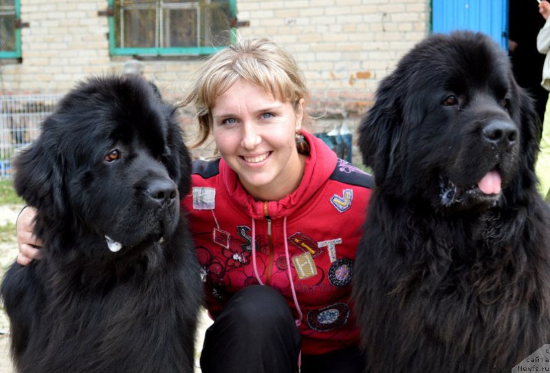 Фото: ньюфаундленд Ньюфорт Шум Прибоя, Ольга Иванова, ньюфаундленд Кипер Соул Лайон Хэерт