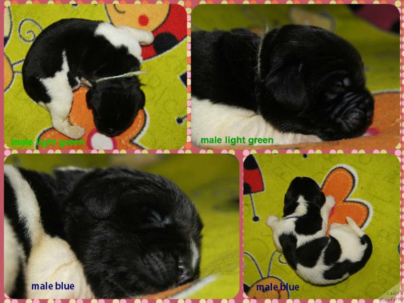 Фото: ньюфаундленд Супер Премиум Женева (Super Premium Zheneva), дети, ньюфаундленд Супер Бизон Маэстро (Super Bizon Maestro), ньюфаундленд Супер Бизон Майбах