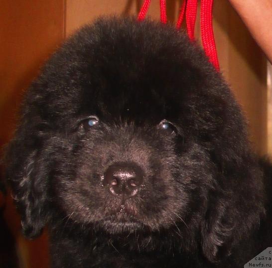 Фото: ньюфаундленд Эксклюзивная Штучка от Цацибы (Eksklyuzivnaya Shtuchka ot Tsatsiby)