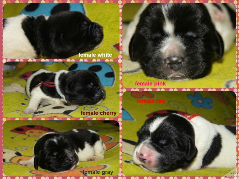 Фото: ньюфаундленд Супер Бизон Мурсиелага, ньюфаундленд Супер Бизон Мирослава, ньюфаундленд Супер Бизон Малина, ньюфаундленд Супер Бизон Мелодия, ньюфаундленд Супер Бизон Матильда