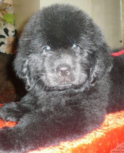 Фото: ньюфаундленд Эксклюзивная Штучка от Цацибы (Eksklyuzivnaya Shtuchka ot Tsatsiby)