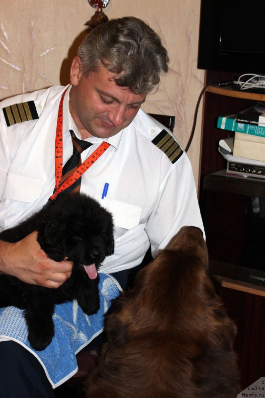 Фото: ньюфаундленд Браунблад МСК Харита Хавва (Brownblood MSK Harita Havva), Евгений Курпас