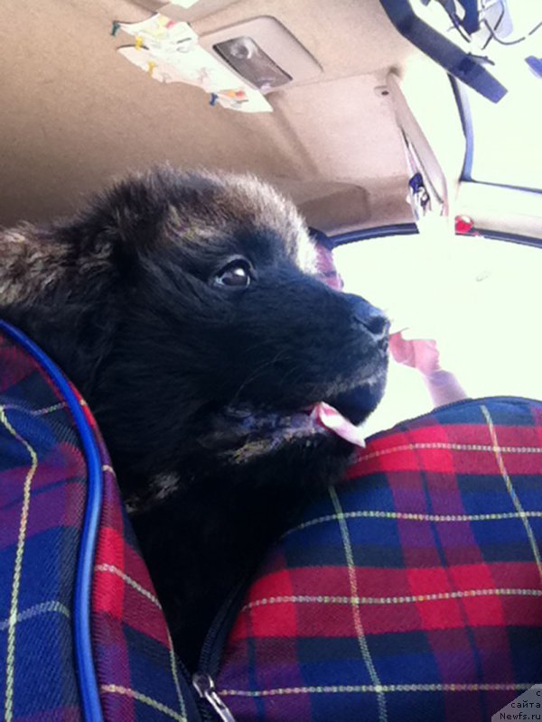 Фото: ньюфаундленд Браунблад МСК Харита Хавва (Brownblood MSK Harita Havva)