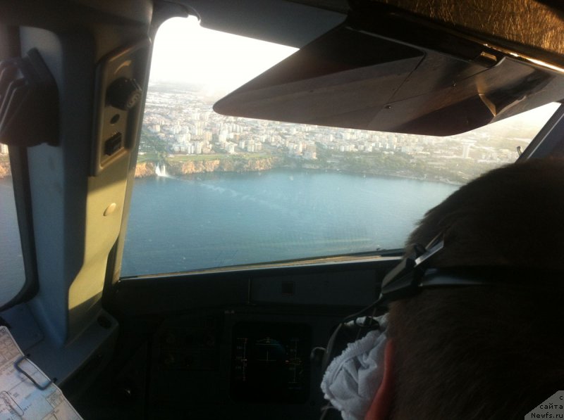 Фото: ньюфаундленд Браунблад МСК Харита Хавва (Brownblood MSK Harita Havva)