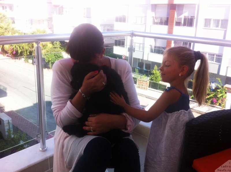 Фото: ньюфаундленд Браунблад МСК Харита Хавва (Brownblood MSK Harita Havva)