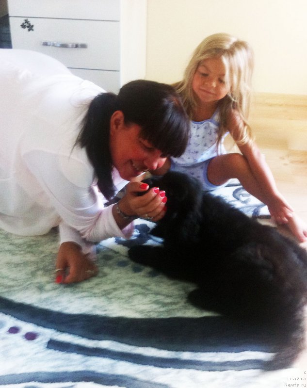 Фото: ньюфаундленд Браунблад МСК Харита Хавва (Brownblood MSK Harita Havva)