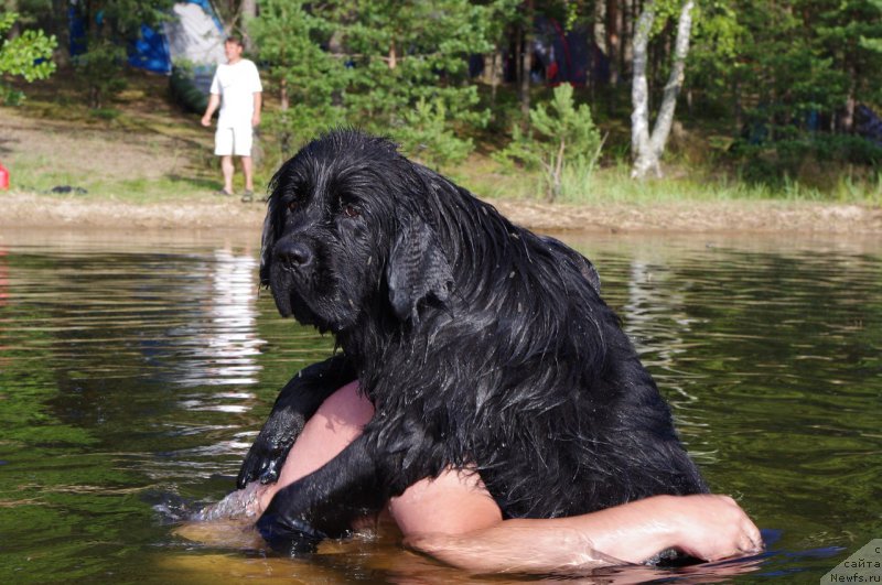 Фото: ньюфаундленд Черная Мафия Меант То Бе (Chernaya Mafia Meant To Be)