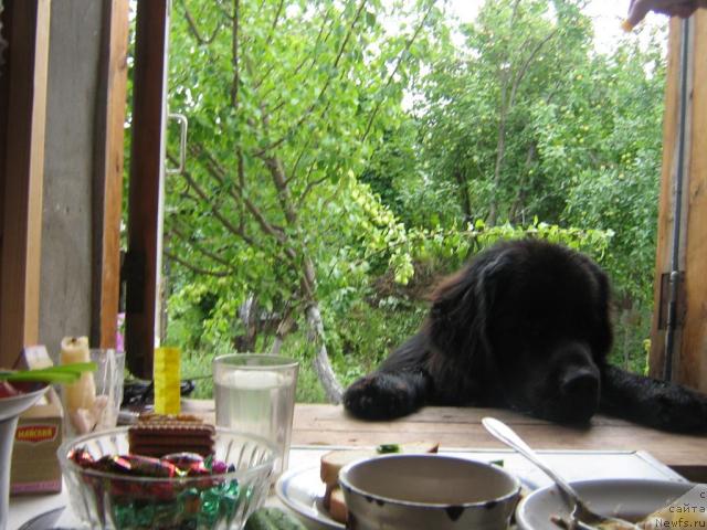 Фото: ньюфаундленд Арманьяк Души Моей