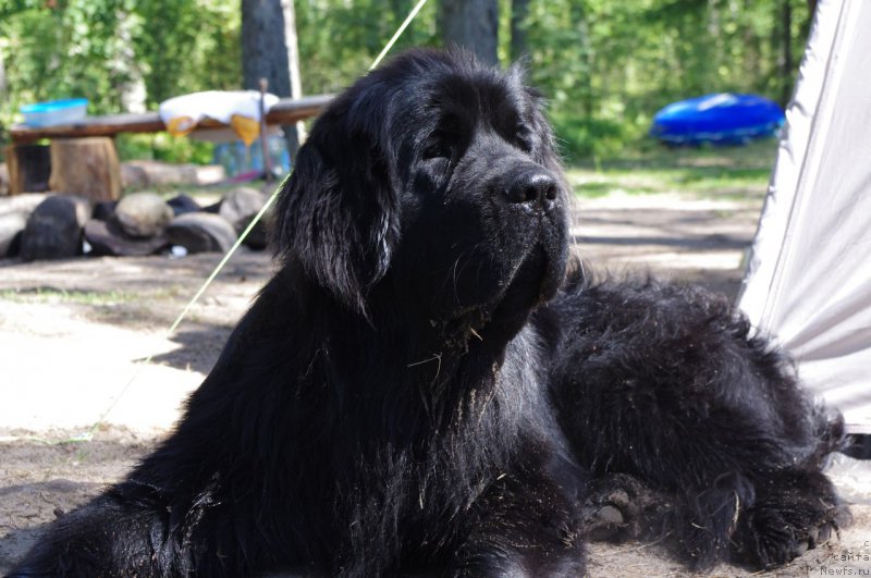 Фото: ньюфаундленд Черная Мафия Меант То Бе (Chernaya Mafia Meant To Be)