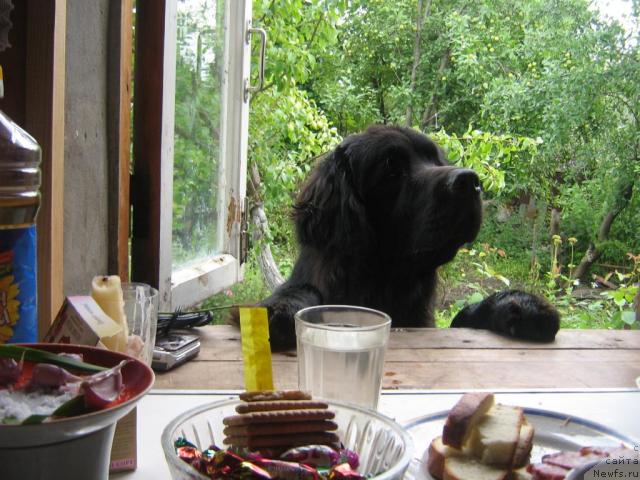 Фото: ньюфаундленд Арманьяк Души Моей