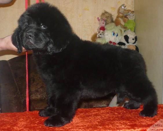 Фото: ньюфаундленд Энергия Океана