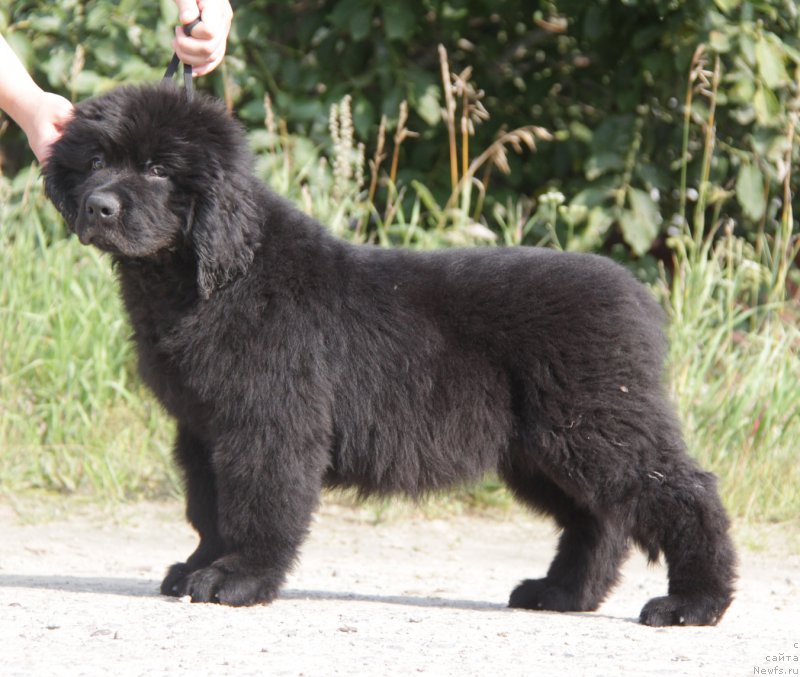 Фото: ньюфаундленд Акватория Келвин Яркий Парень