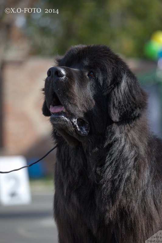 Фото: ньюфаундленд Кипер Соул Лайон Хэерт