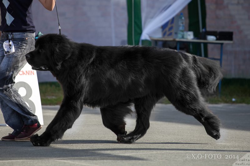 Фото: ньюфаундленд Кипер Соул Лайон Хэерт