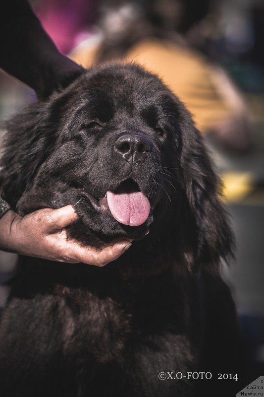 Фото: ньюфаундленд Chardonnay Kara Deniz