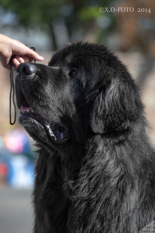 Фото: ньюфаундленд Кипер Соул Лайон Хэерт