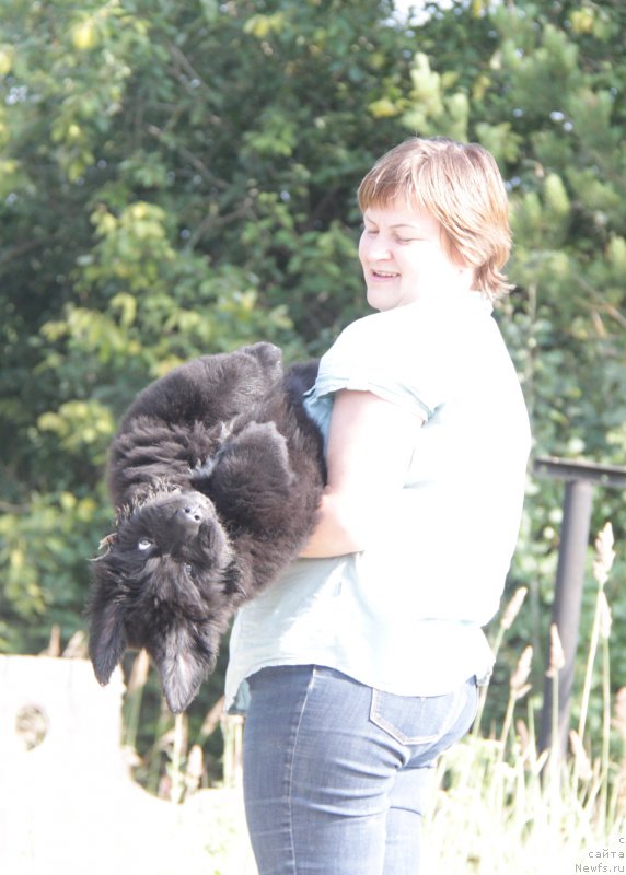 Фото: ньюфаундленд Акватория Келвин Франшиза (Aquatoriya Kelvin Franshize)