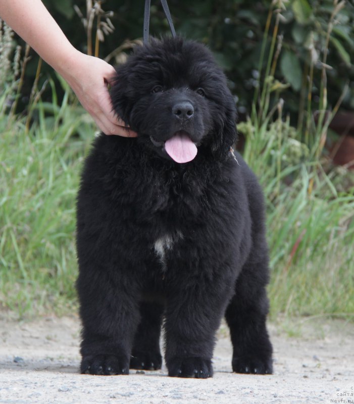 Фото: ньюфаундленд Акватория Келвин Явное Чудо