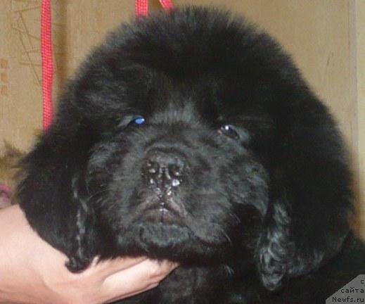 Фото: ньюфаундленд Энергия Океана