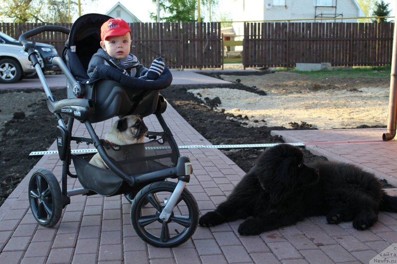 Фото: ньюфаундленд Нью-Пом-Шир Арктур Сварт Бьорн