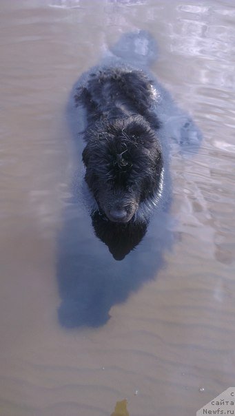 Фото: ньюфаундленд Черный Шарм Бостон